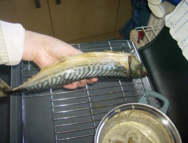 Makrele aus dem backofen Makrele Aus Dem Backofen
