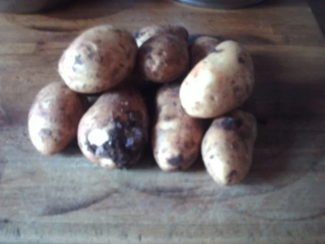 Rezept: Matjessalat a´la Jörg mit Anabelle ( die ersten neuen Kartoffeln aus Zypern ) Bild Nr. 9 Matjessalat a´la Jörg mit Anabelle ( die ersten neuen Kartoffeln aus Zypern ) - Rezept - Bild Nr. 9