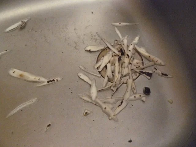 Schwarzwurzeln klassich nach Oma Gertraud - Rezept - Bild Nr. 7