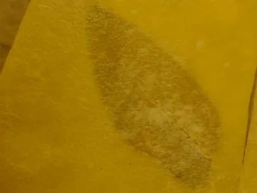 Pasta: Salbeiblatt im Nudelteig - Rezept