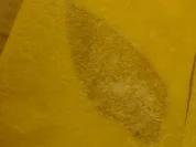 Rezept: Pasta: Salbeiblatt im Nudelteig Pasta: Salbeiblatt im Nudelteig - Rezept