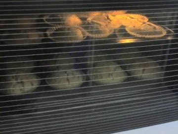 Muffins - Rezept - Bild Nr. 4