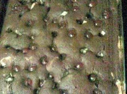 Schneewittchenkuchen - Rezept