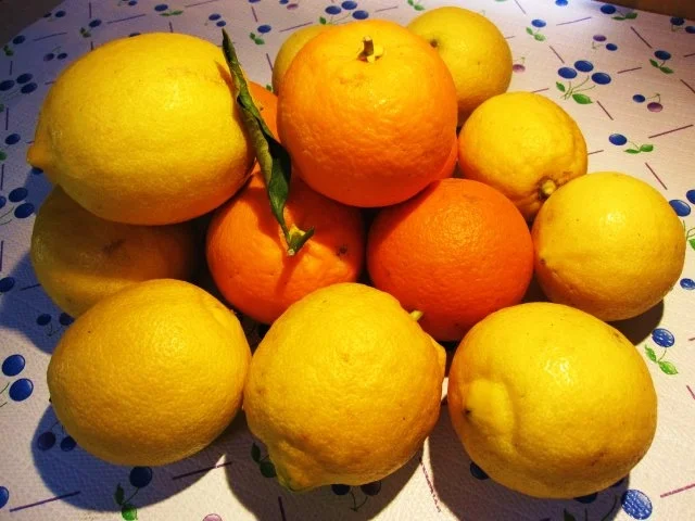 Englische Marmelade aus Zitrusfrüchten - Rezept - Bild Nr. 2