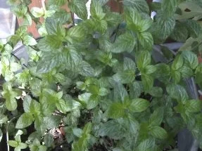 Minz-Likör - Rezept