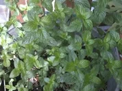 Minz-Likör - Rezept