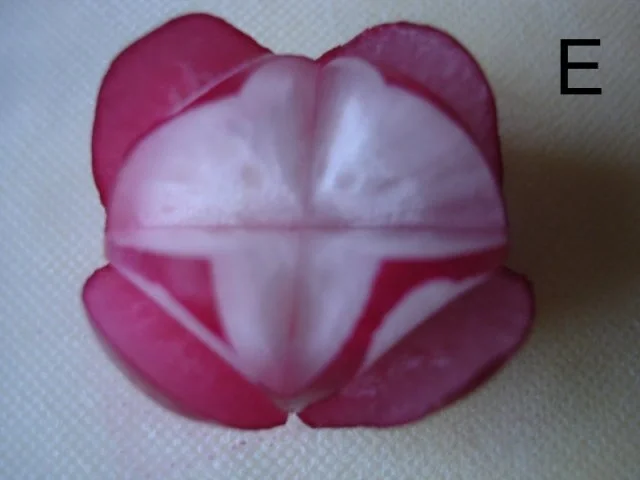 Rezept: Schneiden, schaben, verzieren und garnieren Bild Nr. 34 Schneiden, schaben, verzieren und garnieren - Rezept - Bild Nr. 34