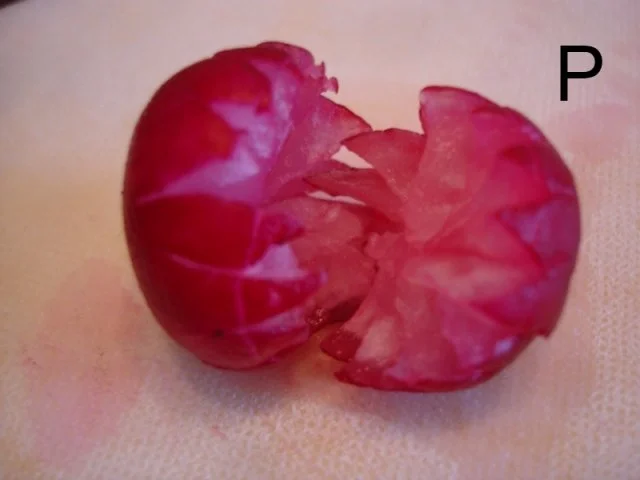 Rezept: Schneiden, schaben, verzieren und garnieren Bild Nr. 45 Schneiden, schaben, verzieren und garnieren - Rezept - Bild Nr. 45