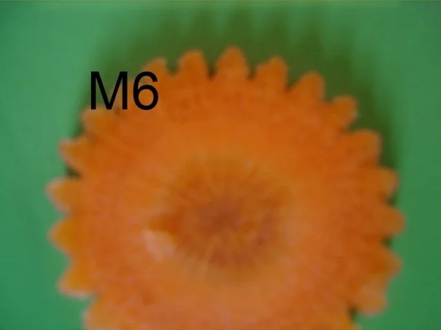 Rezept: Schneiden, schaben, verzieren und garnieren Bild Nr. 70 Schneiden, schaben, verzieren und garnieren - Rezept - Bild Nr. 70