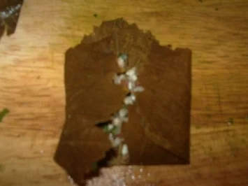 Gefüllte Weinblätter, mit Gemüse - Rezept