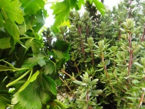 Wurst-Pfanne mit Gemüse auf Senf-Saucen-Spiegel - Rezept - Bild Nr. 7