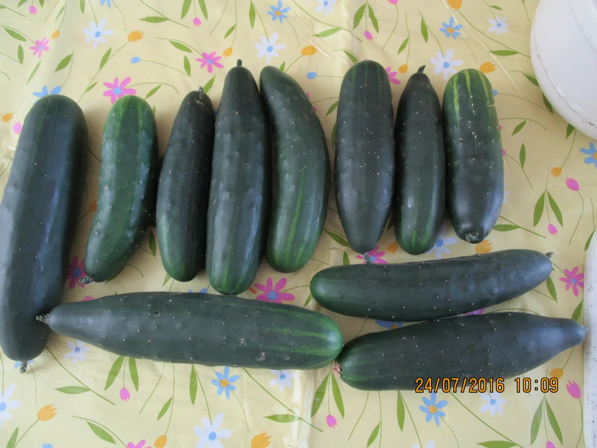 Schmorgurken - Rezept - Bild Nr. 119