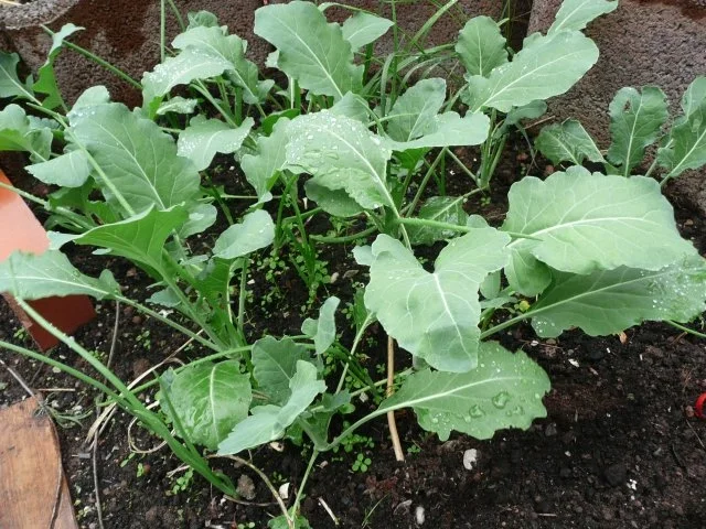 Quer durch den Garten - Rezept - Bild Nr. 2