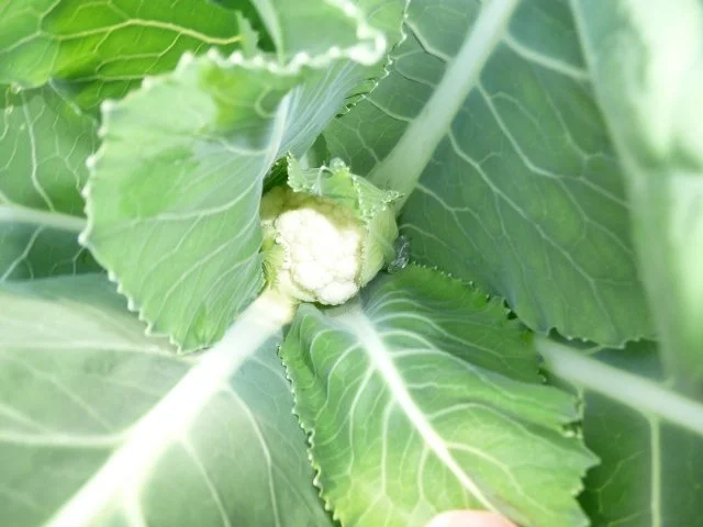 Quer durch den Garten - Rezept - Bild Nr. 3