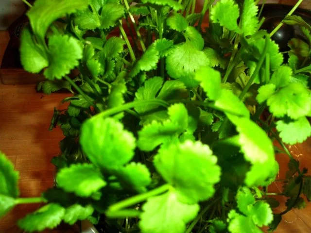 Raita mit Poppadums - Rezept - Bild Nr. 2