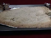 Fish & Chips de Luxe - Loup de Mer in der Salzkruste  (Niels Ruf) - Rezept