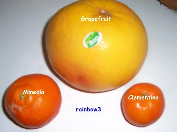 Einmachen: Zitrus-Marmelade - Rezept