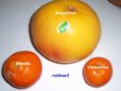 Einmachen: Zitrus-Marmelade - Rezept