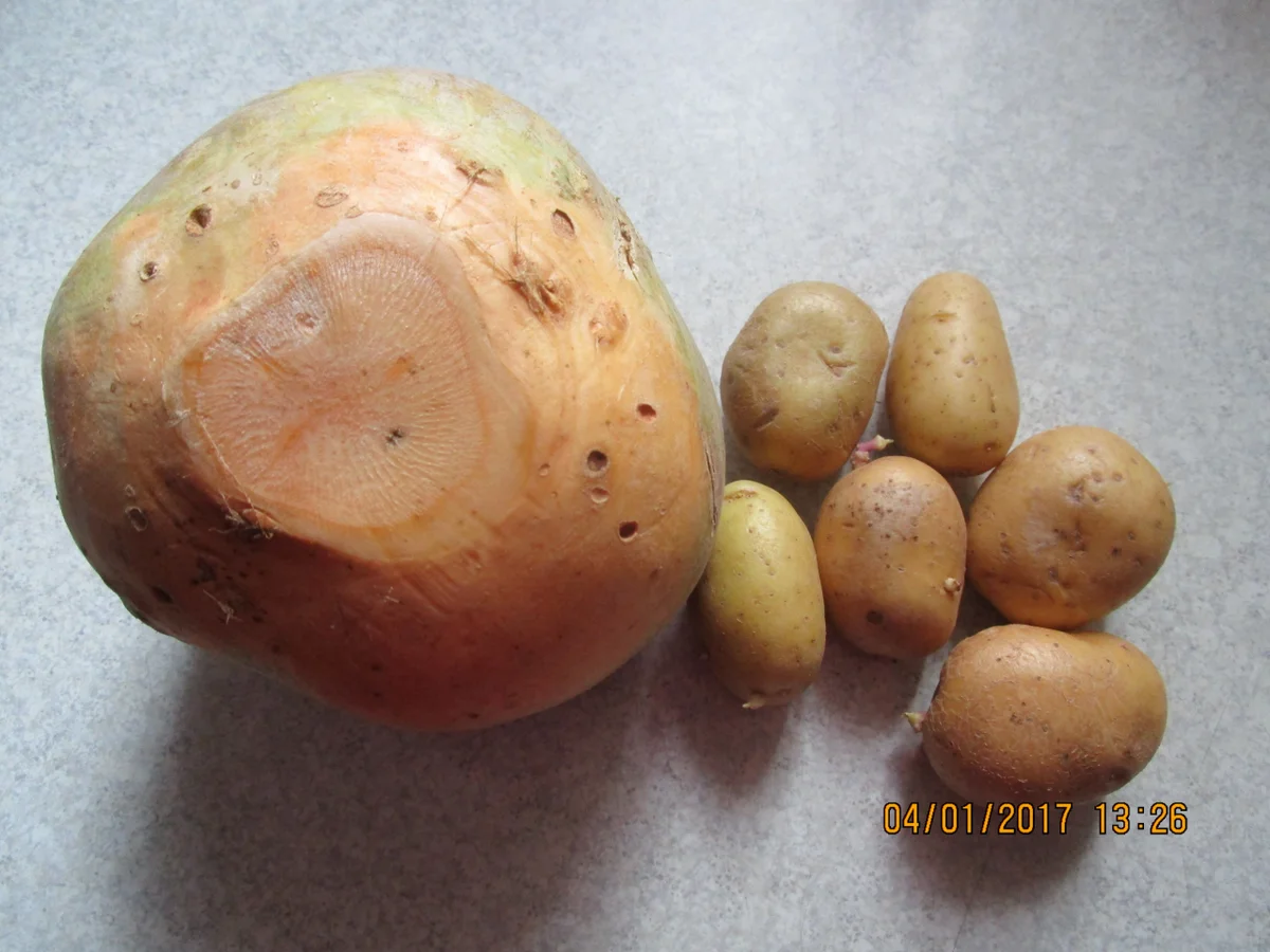 Rezept: Kohlrüben- bzw. Wruggeneintopf mit Gänseklein Bild Nr. 1526 Kohlrüben- bzw. Wruggeneintopf mit Gänseklein - Rezept - Bild Nr. 1526