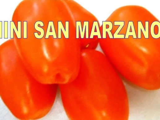 Polpette-Mozzarella al Gusto-taliano - Rezept - Bild Nr. 17