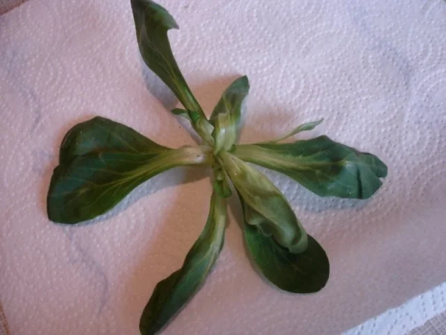 Feldsalat - Rezept - Bild Nr. 3