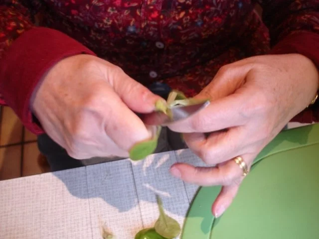 Feldsalat - Rezept - Bild Nr. 4