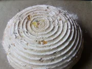 Aprikosen-Walnuss-Korbbrot - Rezept