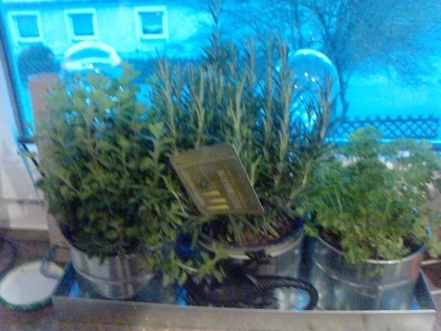 Rezept: Mehlige gegrillte Forelle mit chilligen sauren Bratkartoffeln Bild Nr. 3 Mehlige gegrillte Forelle mit chilligen sauren Bratkartoffeln - Rezept - Bild Nr. 3