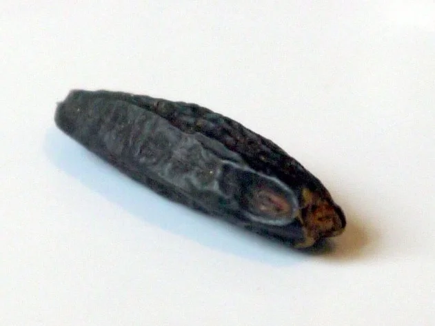 Tonkacreme auf Rhabarberkompott - Rezept - Bild Nr. 7