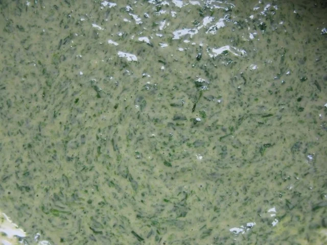 Rezept: Spätzli - Spinatspätzli / Knöpfli Bild Nr. 2 Spätzli - Spinatspätzli / Knöpfli - Rezept - Bild Nr. 2