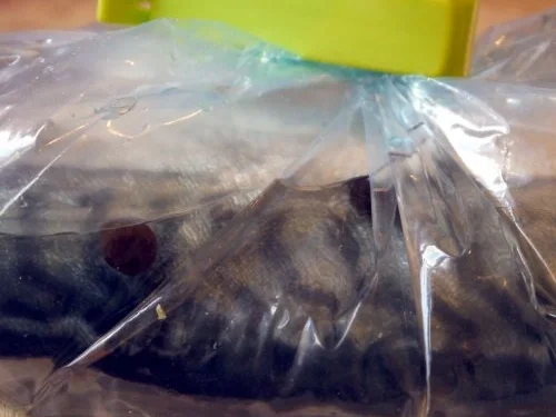 Rezept: Pfeffermakrele, selbst geräuchert Bild Nr. 5 Pfeffermakrele, selbst geräuchert - Rezept - Bild Nr. 5