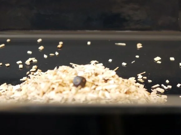 Rezept: Pfeffermakrele, selbst geräuchert Bild Nr. 9 Pfeffermakrele, selbst geräuchert - Rezept - Bild Nr. 9