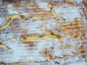 Rezept: Kรคsekuchen vom Blech Kรคsekuchen vom Blech - Rezept