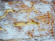 Käsekuchen vom Blech - Rezept