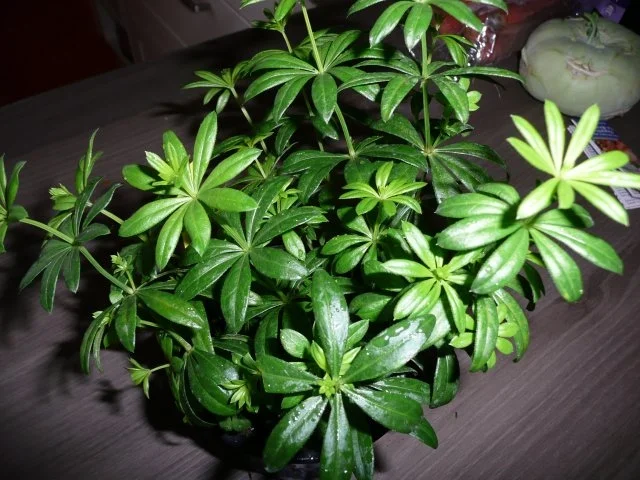 Rezept: Maibowle mit Waldmeister ! Maibowle mit Waldmeister ! - Rezept