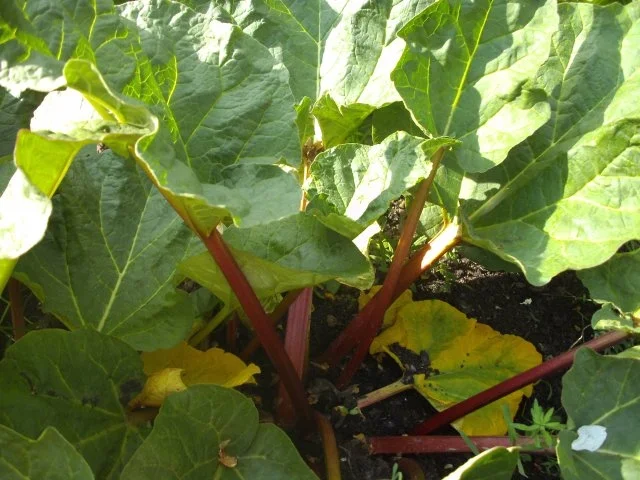 Rezept: backen / Kuchen: Rhabarberkuchen Bild Nr. 2 backen / Kuchen: Rhabarberkuchen - Rezept - Bild Nr. 2