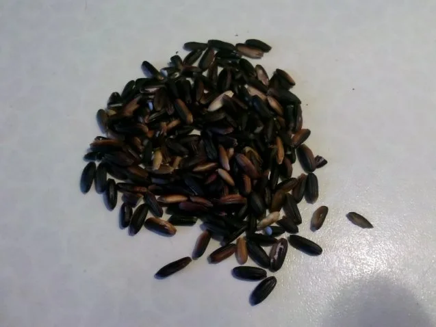 Geflügel: Wachteln mit schwarzem thailändischen Klebreis und Gorgonzola-Waldpilzsoße - Rezept - Bild Nr. 9