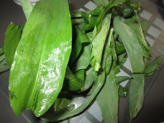 Rezept: Bärlauch-Pesto Bild Nr. 2 Bärlauch-Pesto - Rezept - Bild Nr. 2