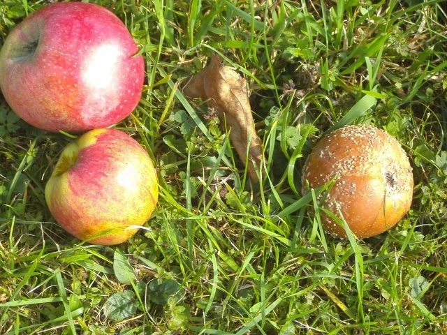 Dessert: Sahne - Apfel - Rezept