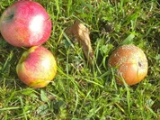 Rezept: Dessert: Sahne - Apfel Dessert: Sahne - Apfel - Rezept