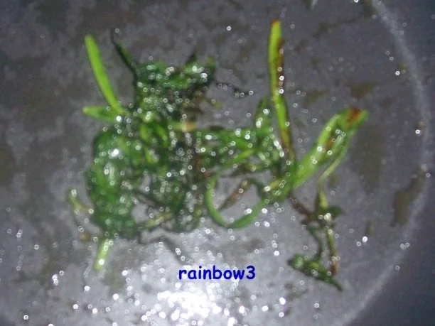 Kochen: Rührei mit Bärlauch - Rezept - Bild Nr. 3