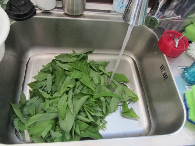 Frische Bärlauch – Butter - Rezept - Bild Nr. 7