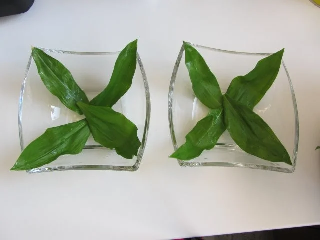 Frische Bärlauch – Butter - Rezept - Bild Nr. 9