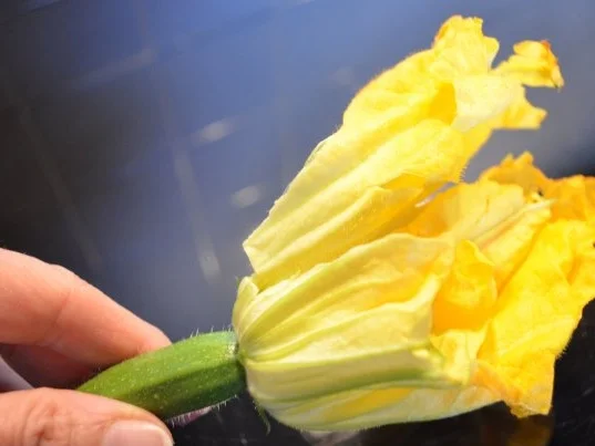 Gefüllte Zucchiniblüten - Rezept - Bild Nr. 2