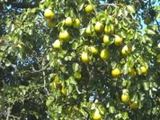 backen / Kuchen: Birnen - Bröseltorte - Rezept