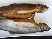 Geräucherte Forelle - Rezept