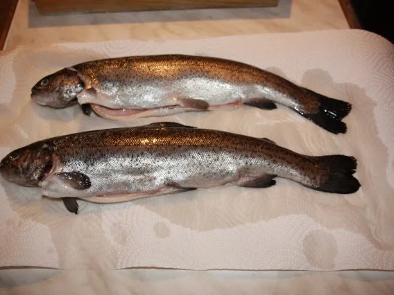 Geräucherte Forelle - Rezept - Bild Nr. 2