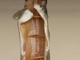 Geräucherte Forelle - Rezept - Bild Nr. 4