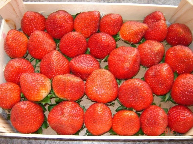 Rezept: Kuchen & Torten : Erdbeerkuchen Bild Nr. 6 Kuchen & Torten : Erdbeerkuchen - Rezept - Bild Nr. 6