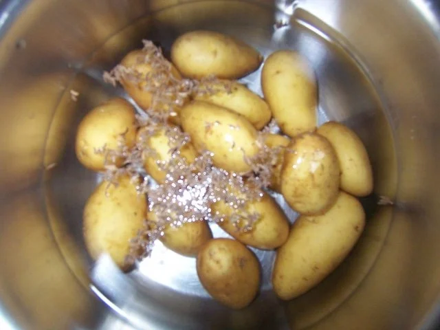 Rezept: Gebratener Spargel mit Bacongürtel Bild Nr. 5 Gebratener Spargel mit Bacongürtel - Rezept - Bild Nr. 5